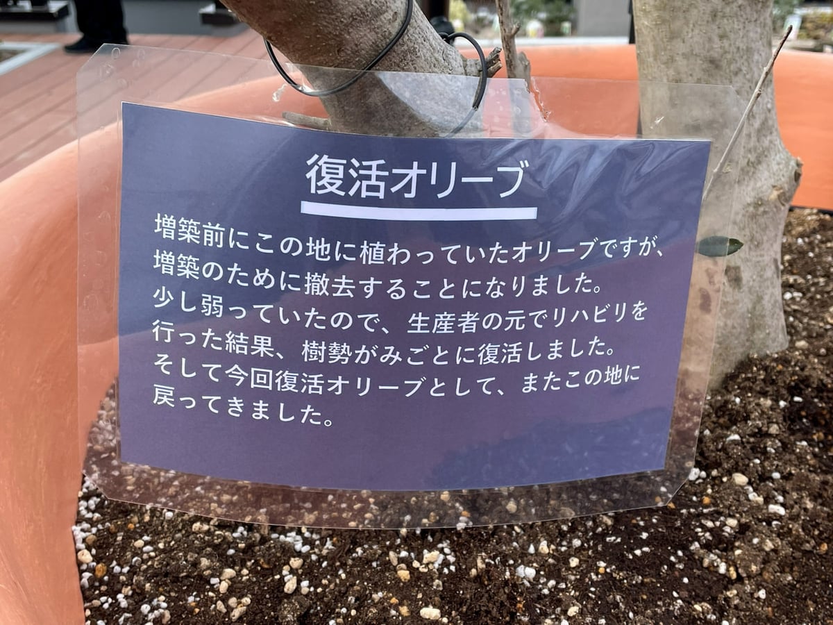 Well Aging 森口クリニック 美容皮膚科　復活オリーブ